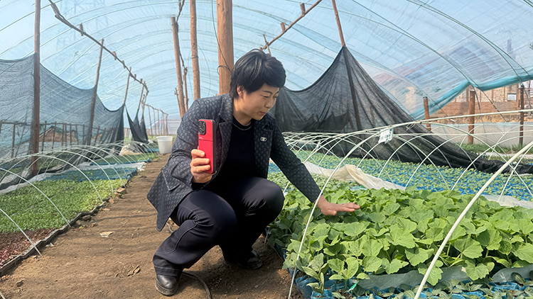 当好石龙领头雁  用心铺就振兴路——记长春市九台区土们岭街道石龙村党总支书记、村委会主任梁淑英